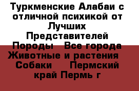 Туркменские Алабаи с отличной психикой от Лучших Представителей Породы - Все города Животные и растения » Собаки   . Пермский край,Пермь г.